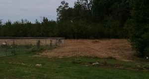 Mulching After