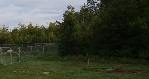 Mulching Before